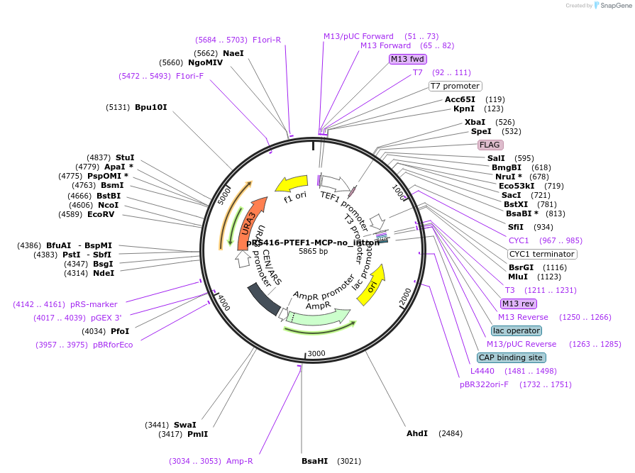 127597-plasmid-map-sequence-id-274500