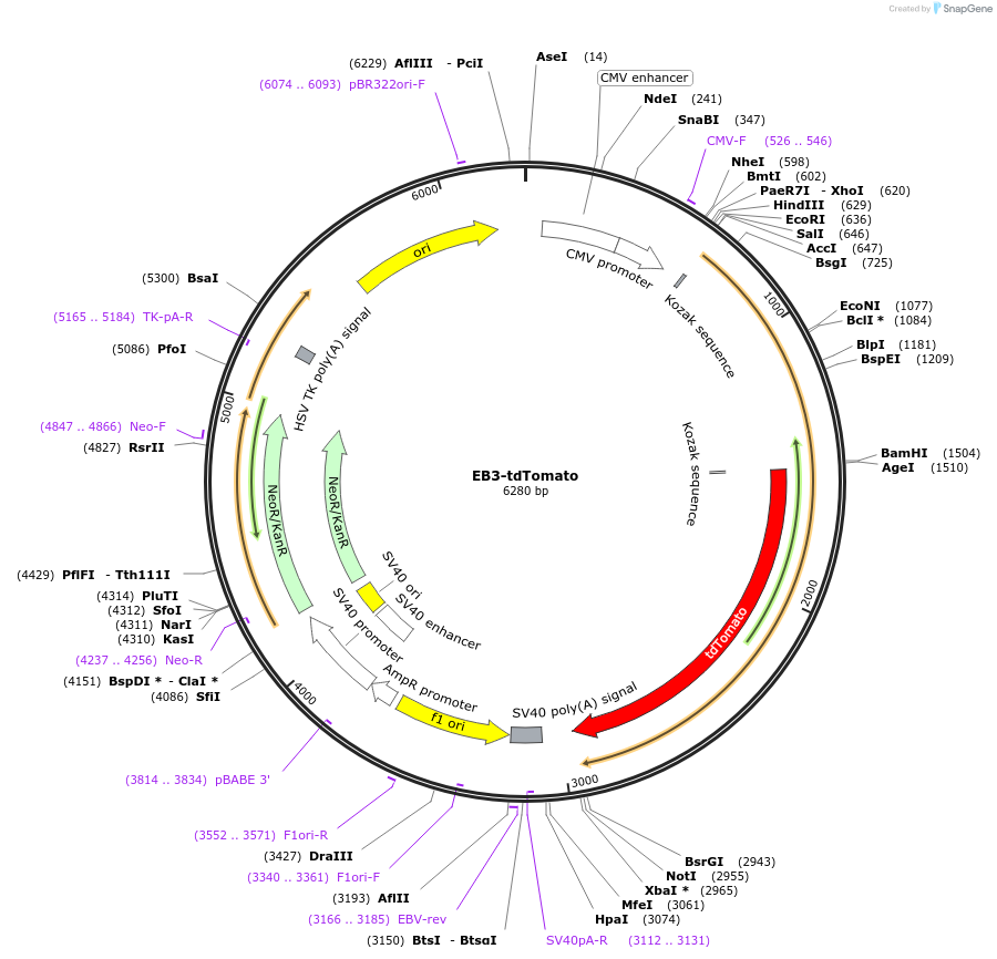 50708-plasmid-map-sequence-id-274505