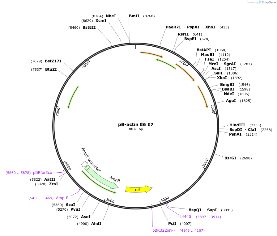13712-plasmid-map-sequence-id-274507