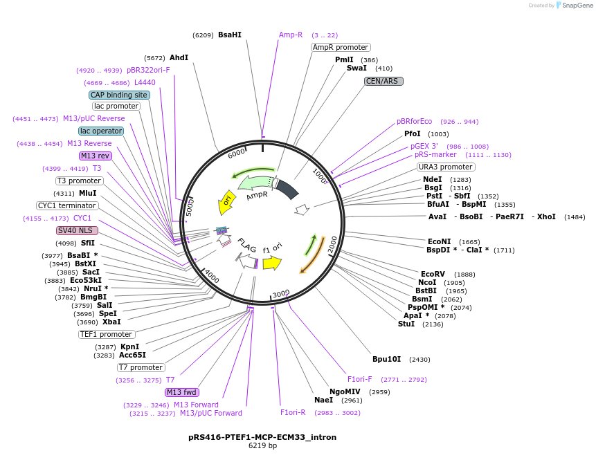 127598-plasmid-map-sequence-id-274538