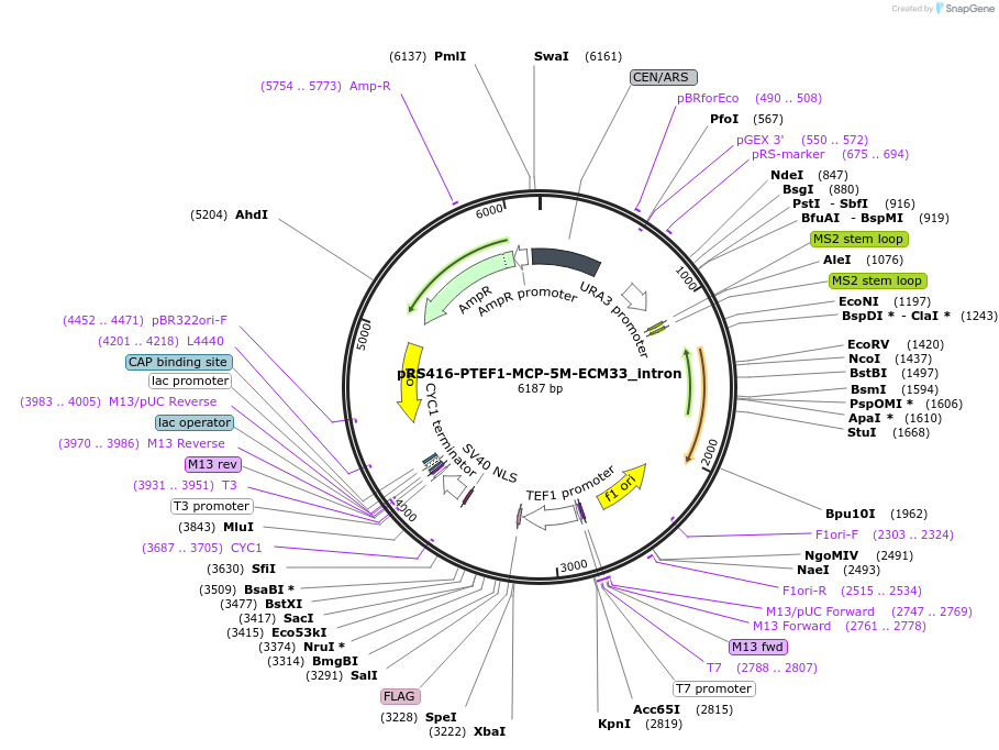 127600-plasmid-map-sequence-id-274545