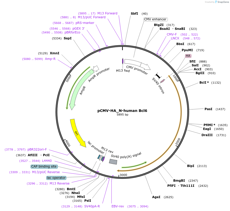 137851-plasmid-map-sequence-id-274551