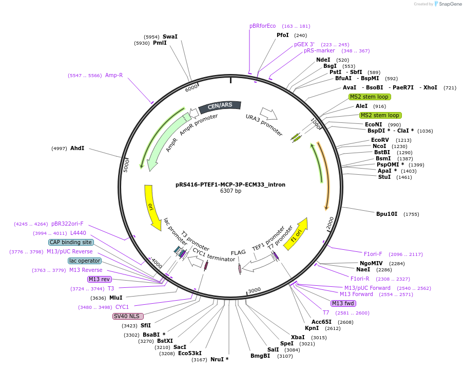 127601-plasmid-map-sequence-id-274552