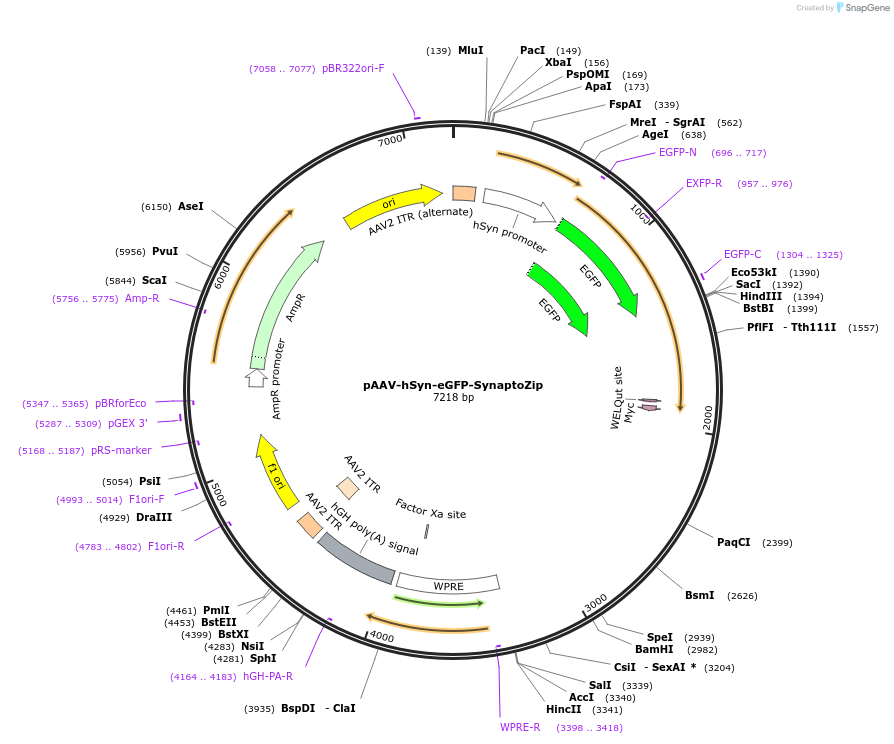 122525-plasmid-map-sequence-id-274566