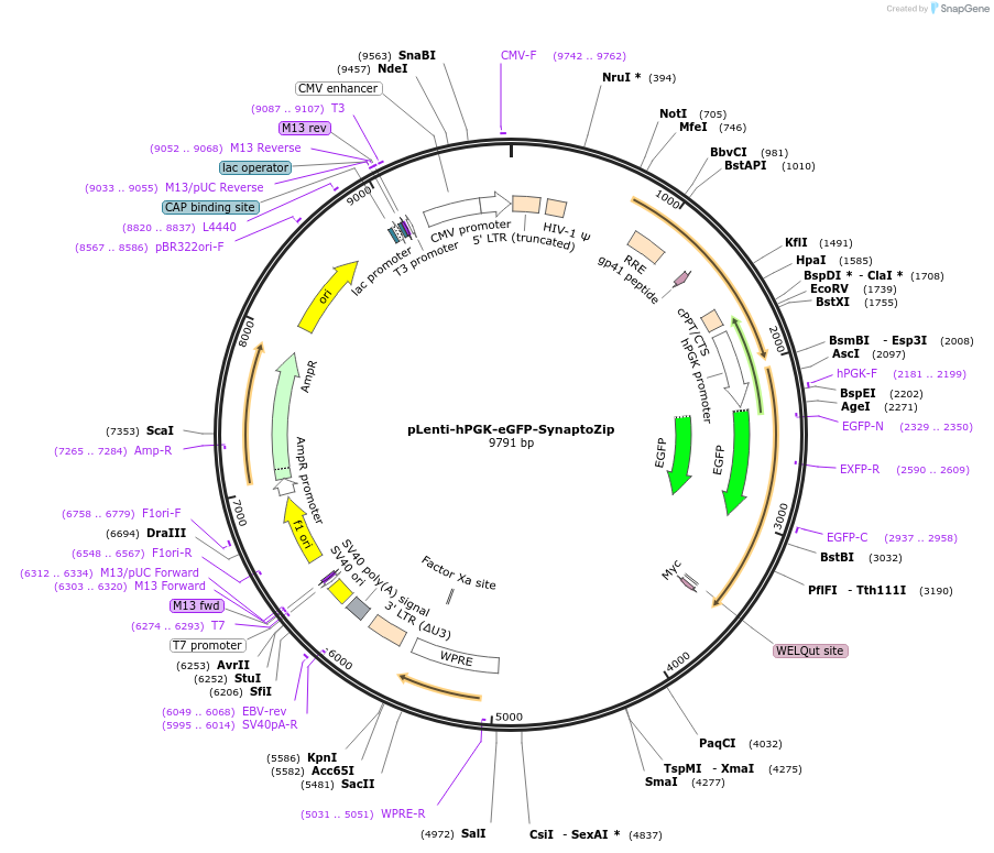 122523-plasmid-map-sequence-id-274571
