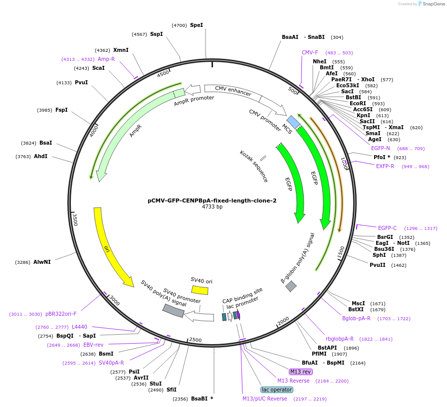 120180-plasmid-map-sequence-id-274592