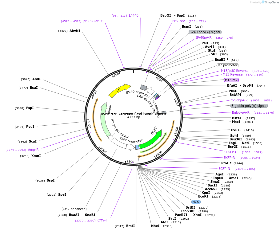120181-plasmid-map-sequence-id-274593