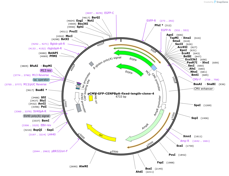 120182-plasmid-map-sequence-id-274594