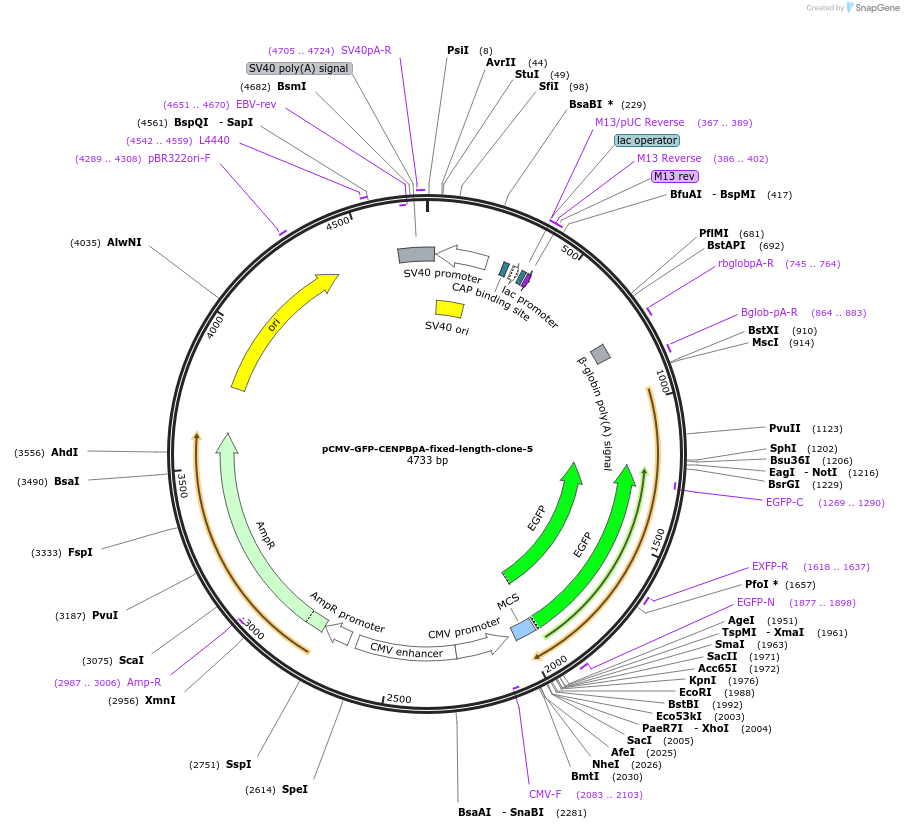 120183-plasmid-map-sequence-id-274595