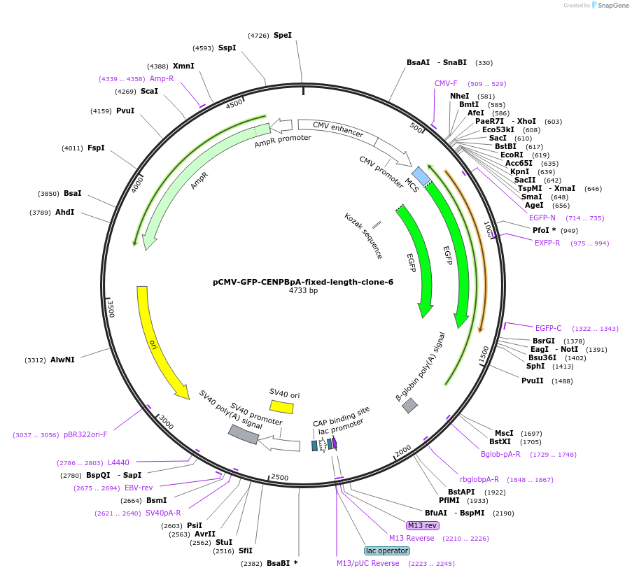 120184-plasmid-map-sequence-id-274596