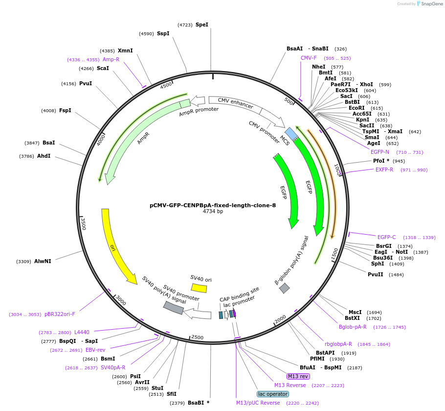 120186-plasmid-map-sequence-id-274598