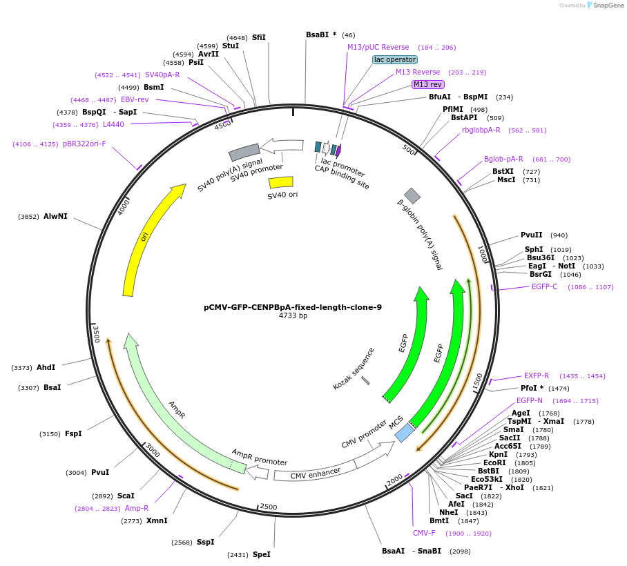 120187-plasmid-map-sequence-id-274599