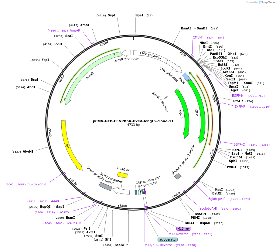120189-plasmid-map-sequence-id-274601