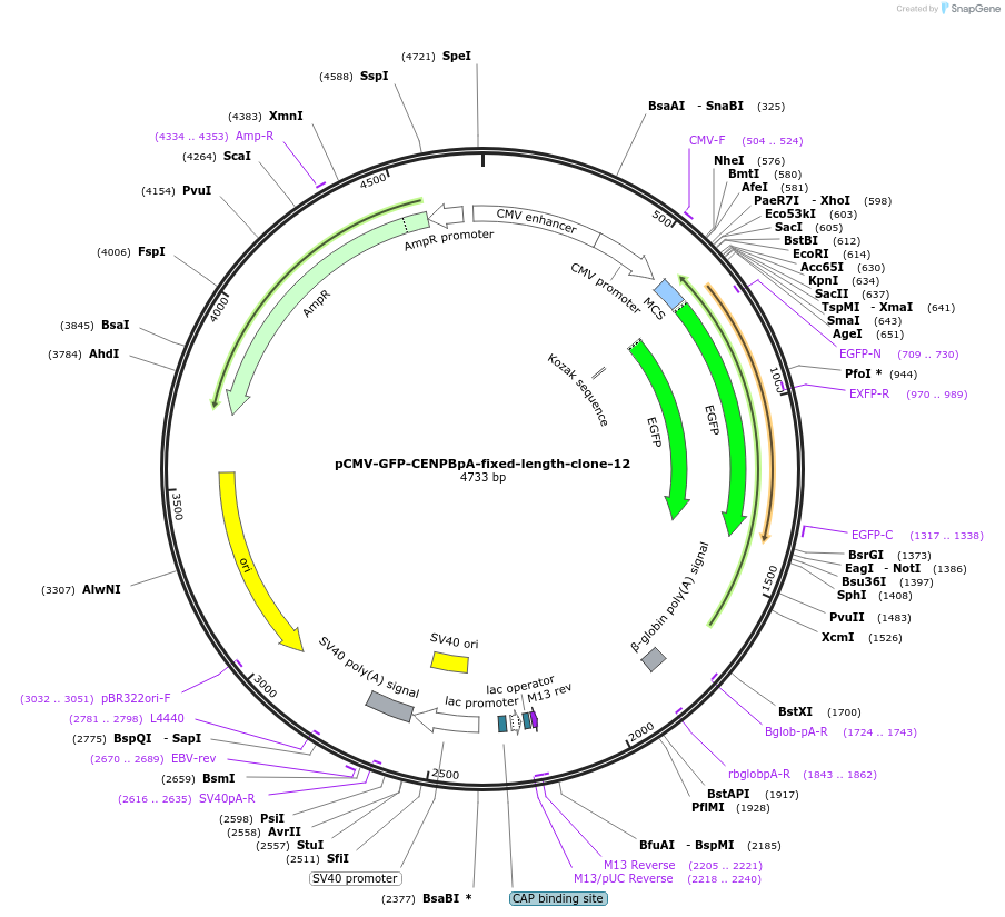 120190-plasmid-map-sequence-id-274602
