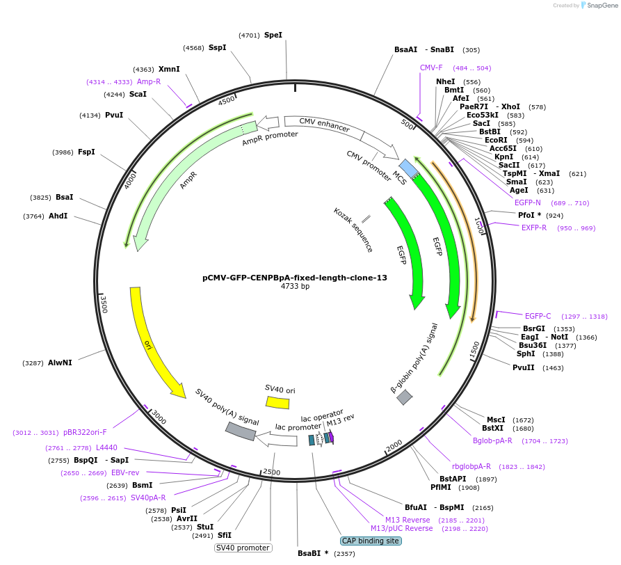 120191-plasmid-map-sequence-id-274603