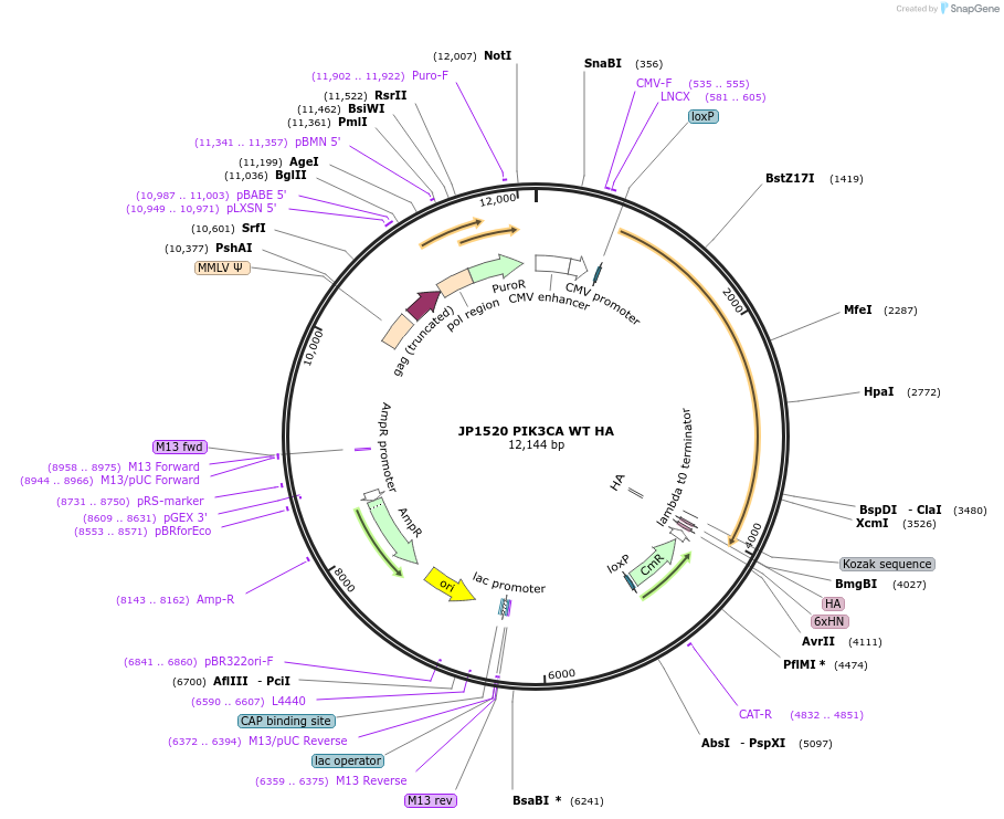 14570-plasmid-map-sequence-id-274606