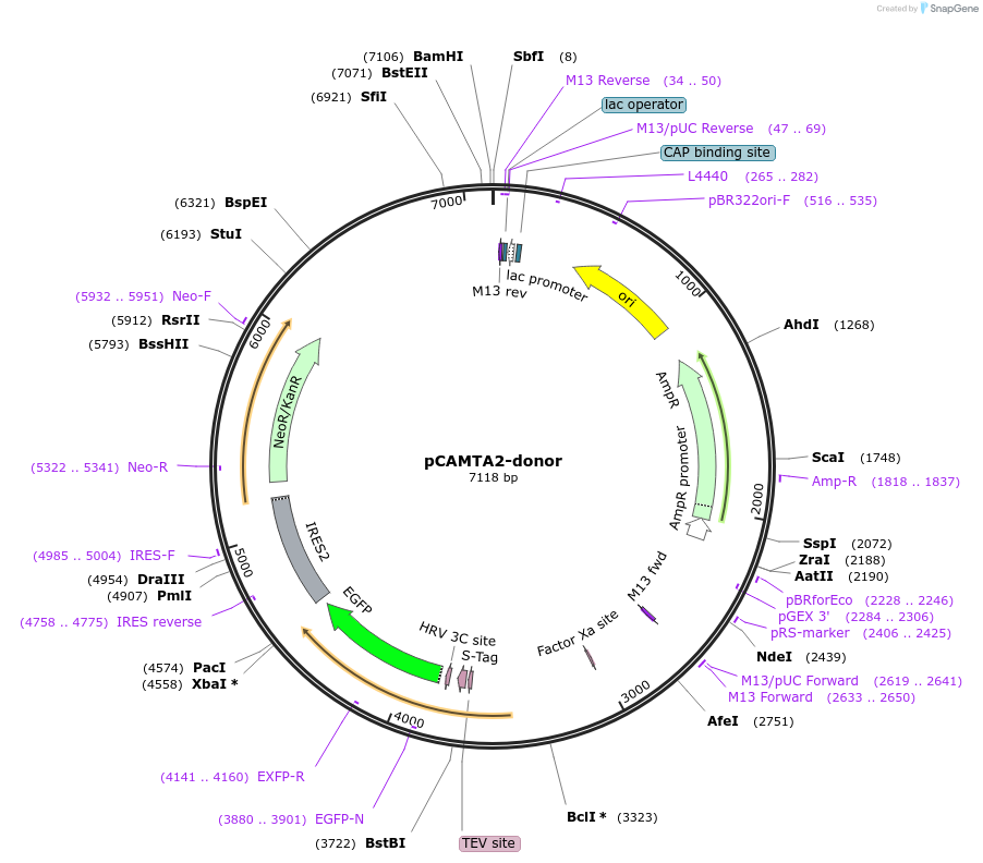 132501-plasmid-map-sequence-id-274607