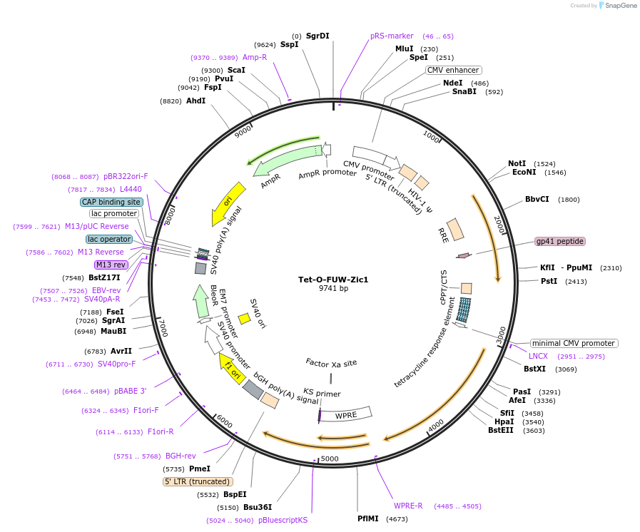 30132-plasmid-map-sequence-id-274613
