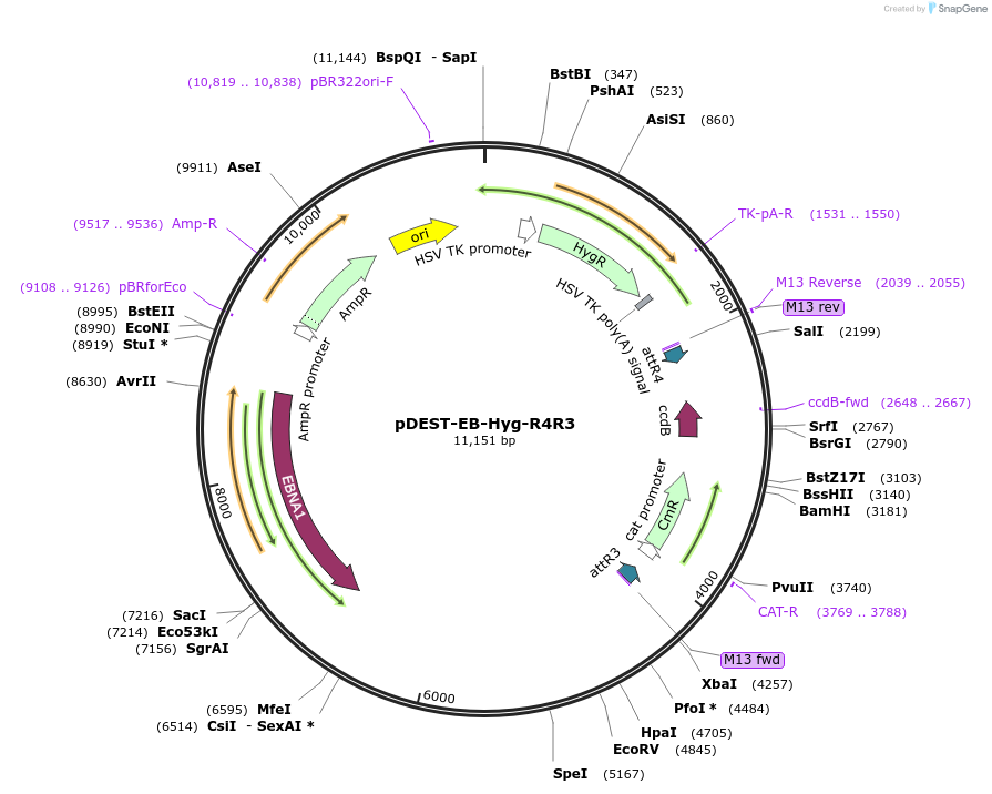 139520-plasmid-map-sequence-id-274615
