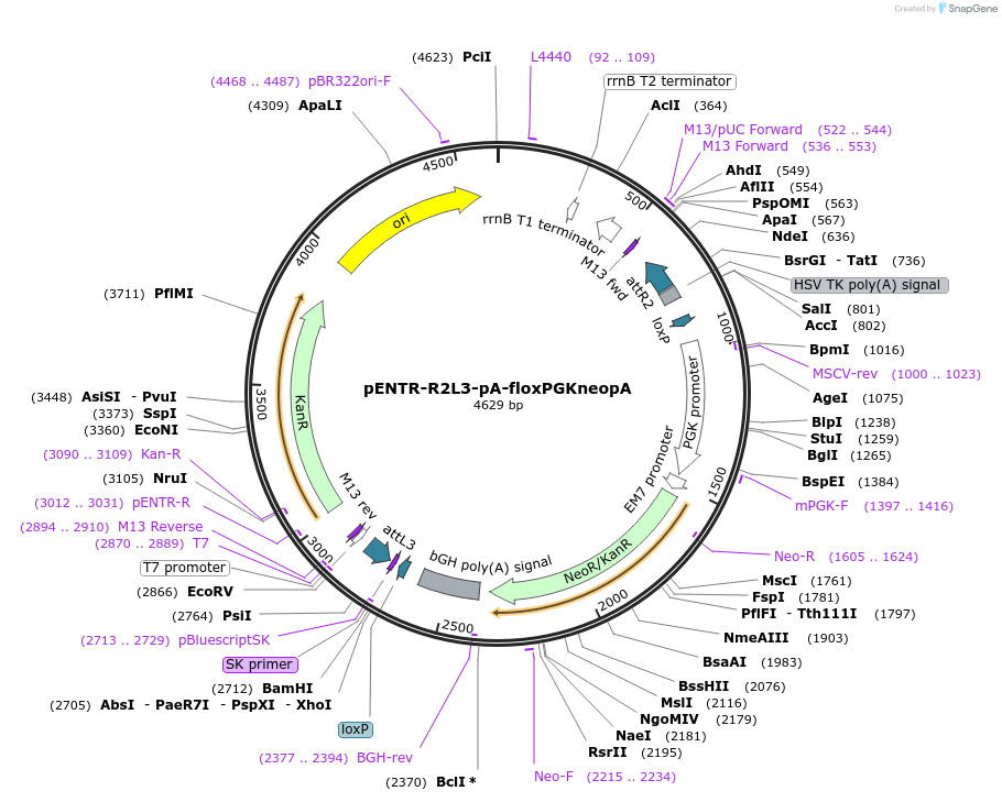 139543-plasmid-map-sequence-id-274621