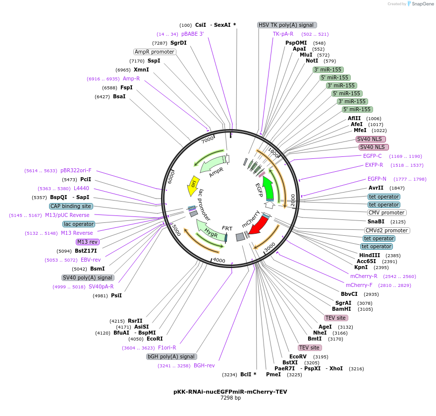 105808-plasmid-map-sequence-id-274623