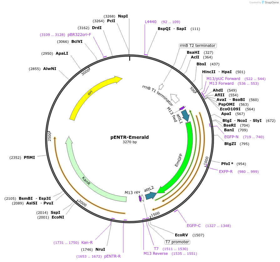 139549-plasmid-map-sequence-id-274625