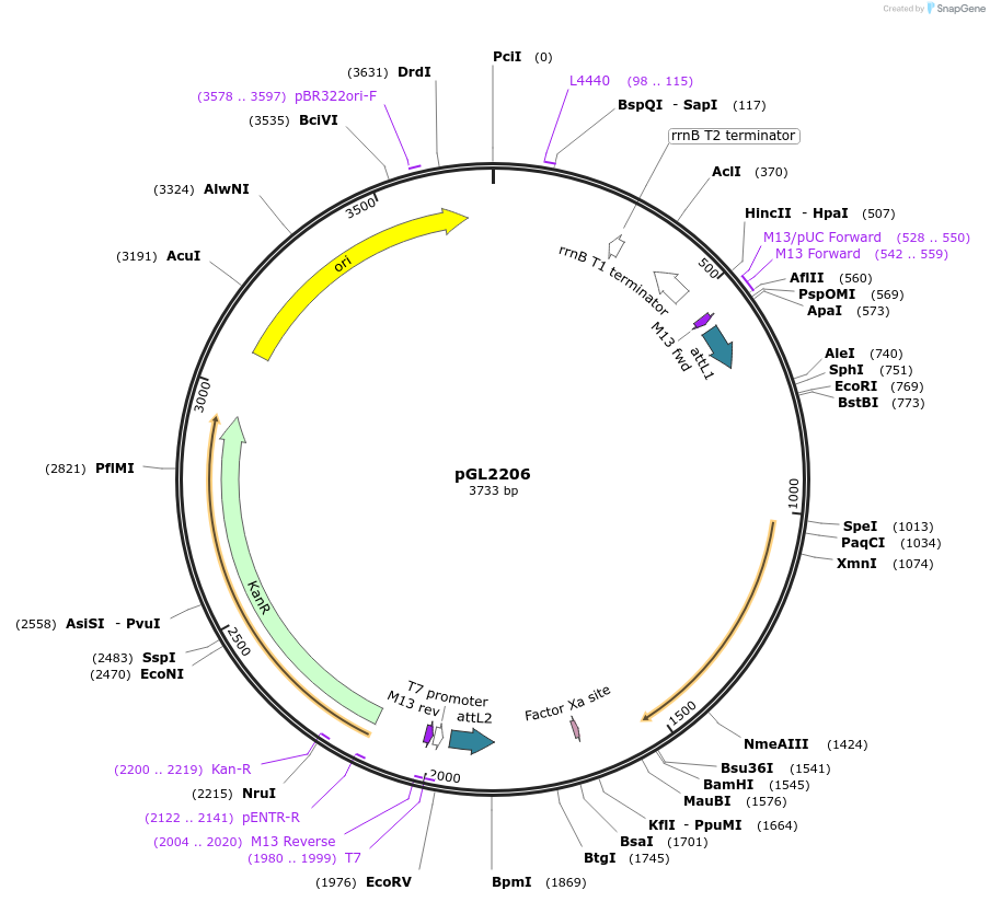 137047-plasmid-map-sequence-id-274635