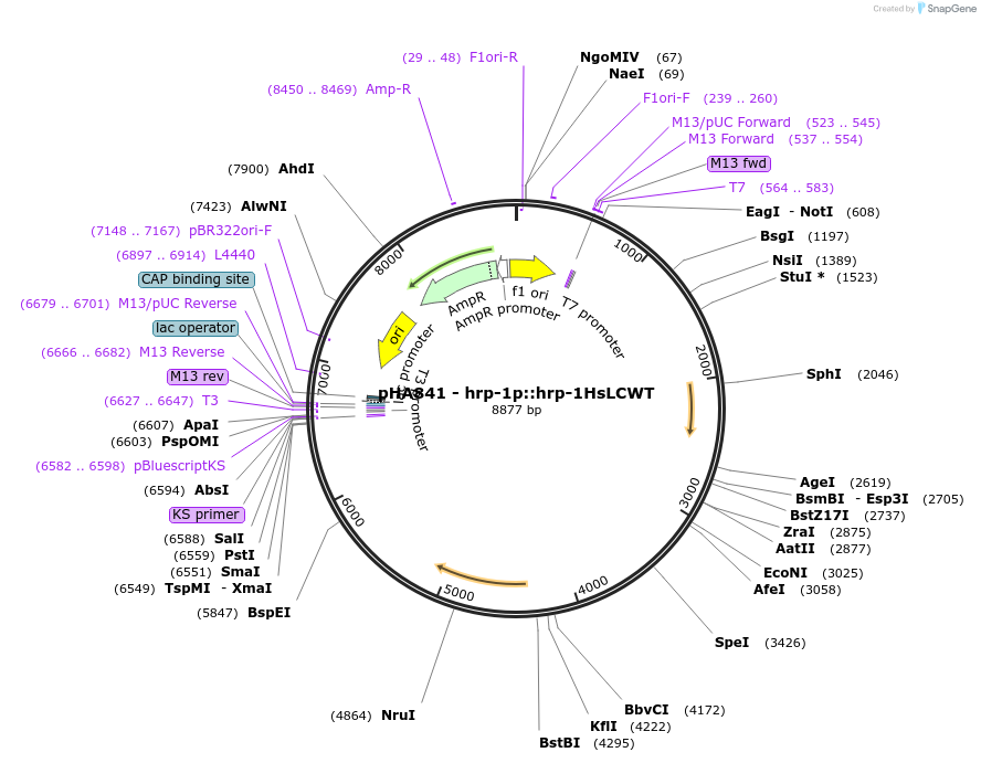 139198-plasmid-map-sequence-id-274641