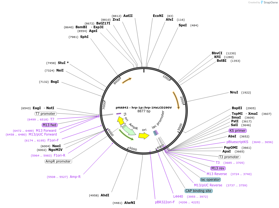 139199-plasmid-map-sequence-id-274644