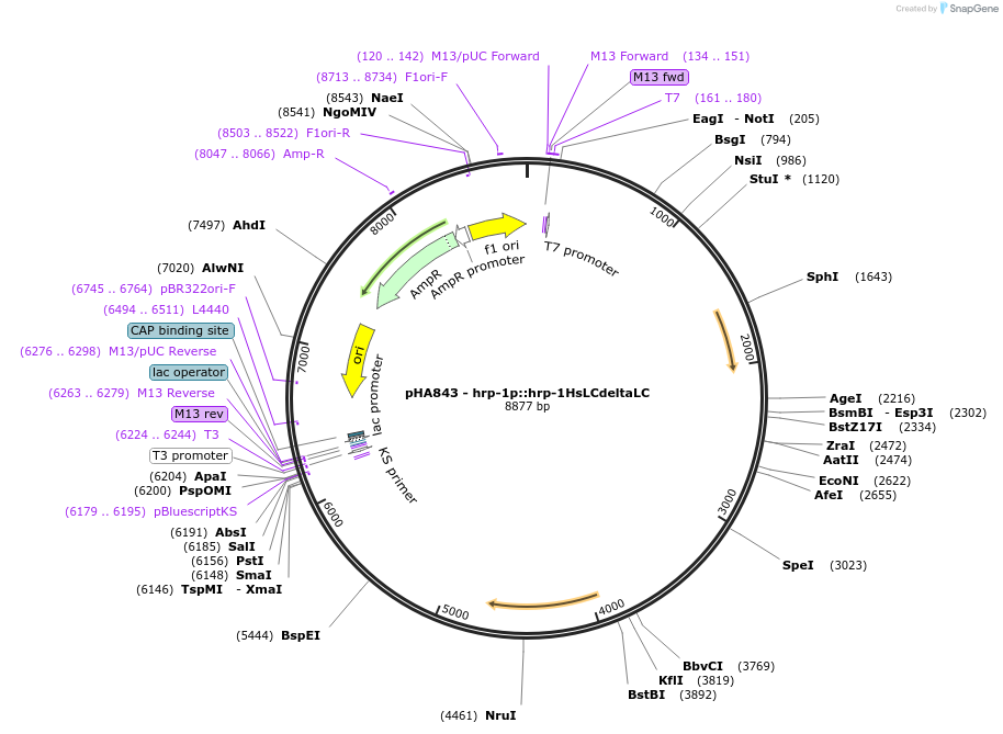 139200-plasmid-map-sequence-id-274648