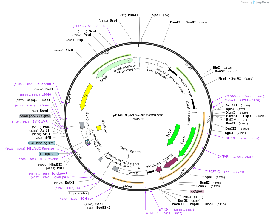 135528-plasmid-map-sequence-id-274671