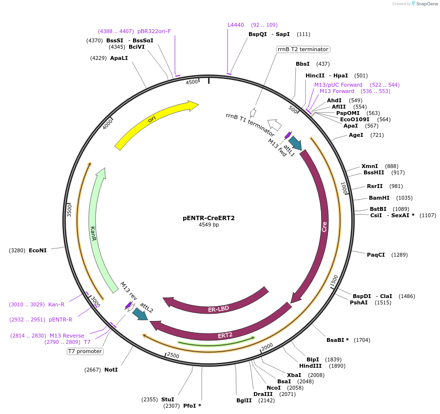 139547-plasmid-map-sequence-id-274672