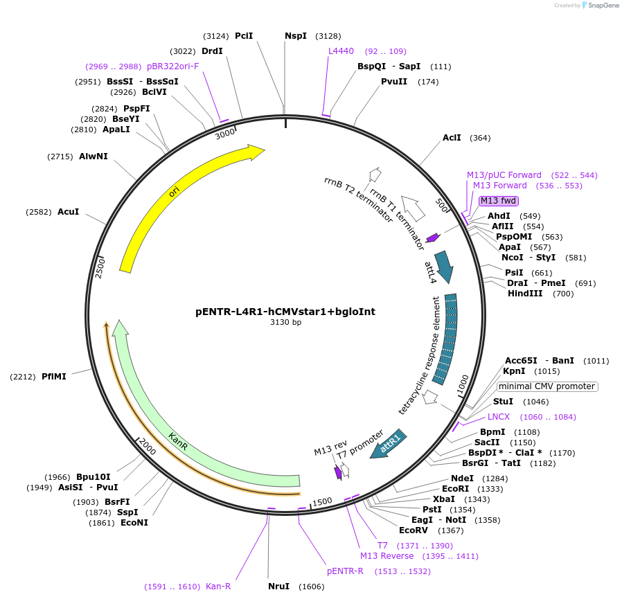 139528-plasmid-map-sequence-id-274681