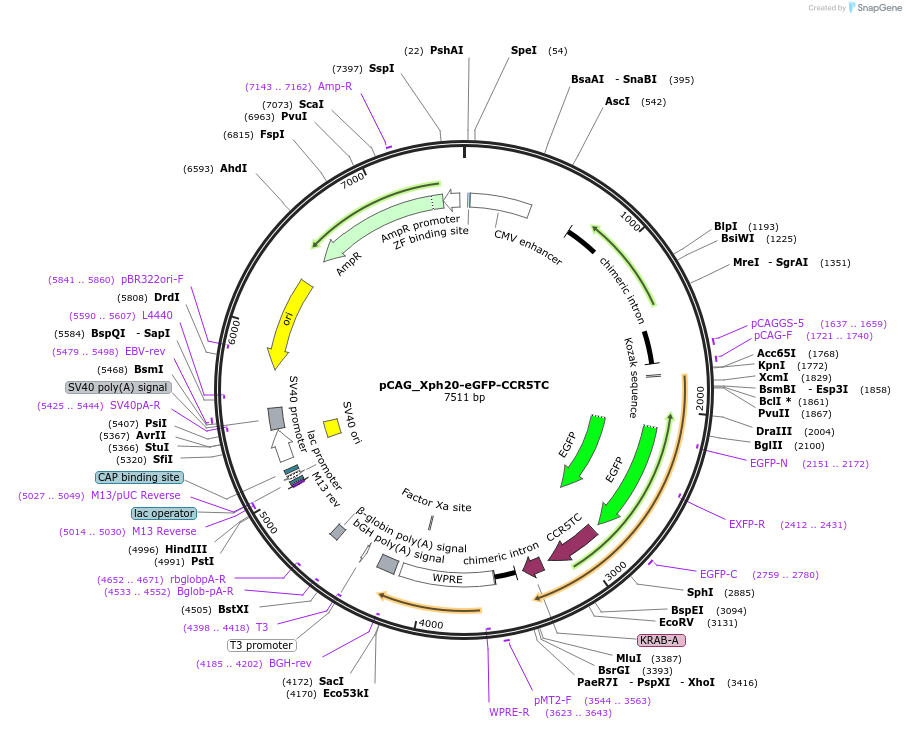 135530-plasmid-map-sequence-id-274686