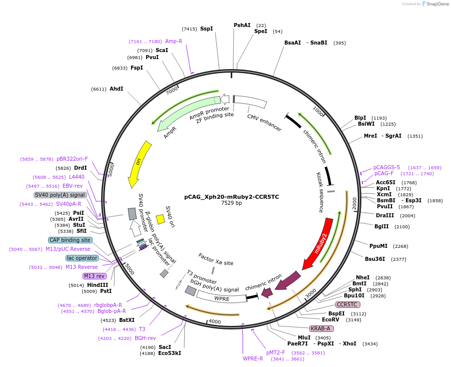 135531-plasmid-map-sequence-id-274687