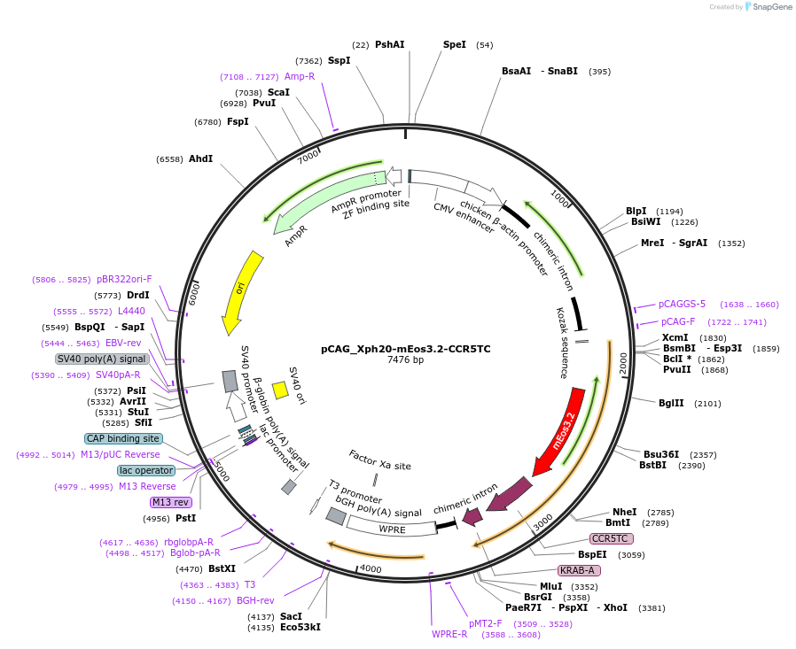 135532-plasmid-map-sequence-id-274692