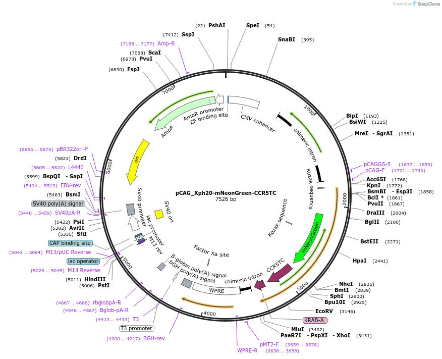 135534-plasmid-map-sequence-id-274694