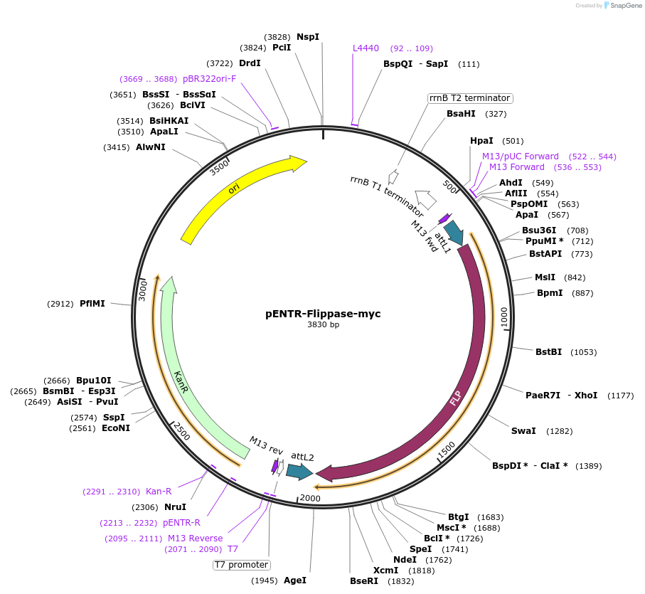 139548-plasmid-map-sequence-id-274696