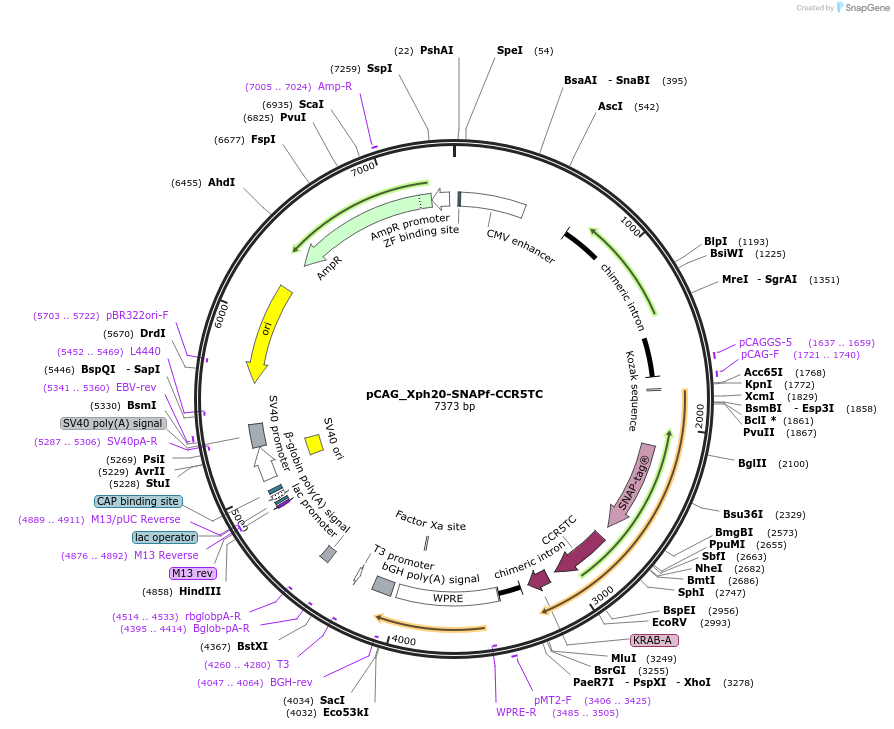 135537-plasmid-map-sequence-id-274698