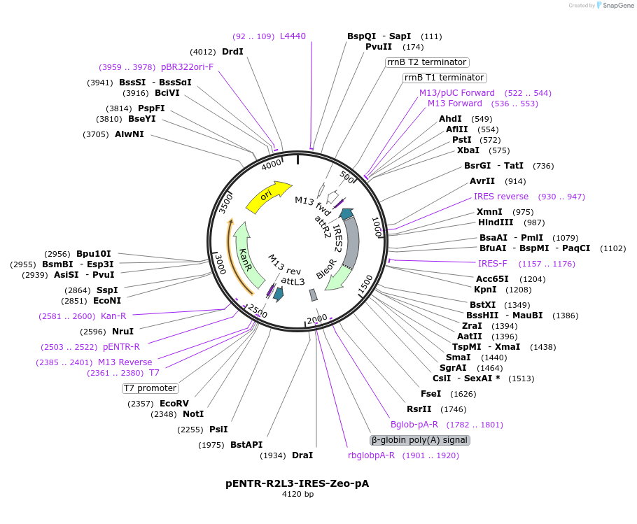 139530-plasmid-map-sequence-id-274699