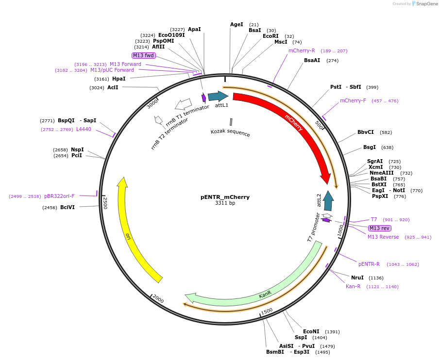 139554-plasmid-map-sequence-id-274727
