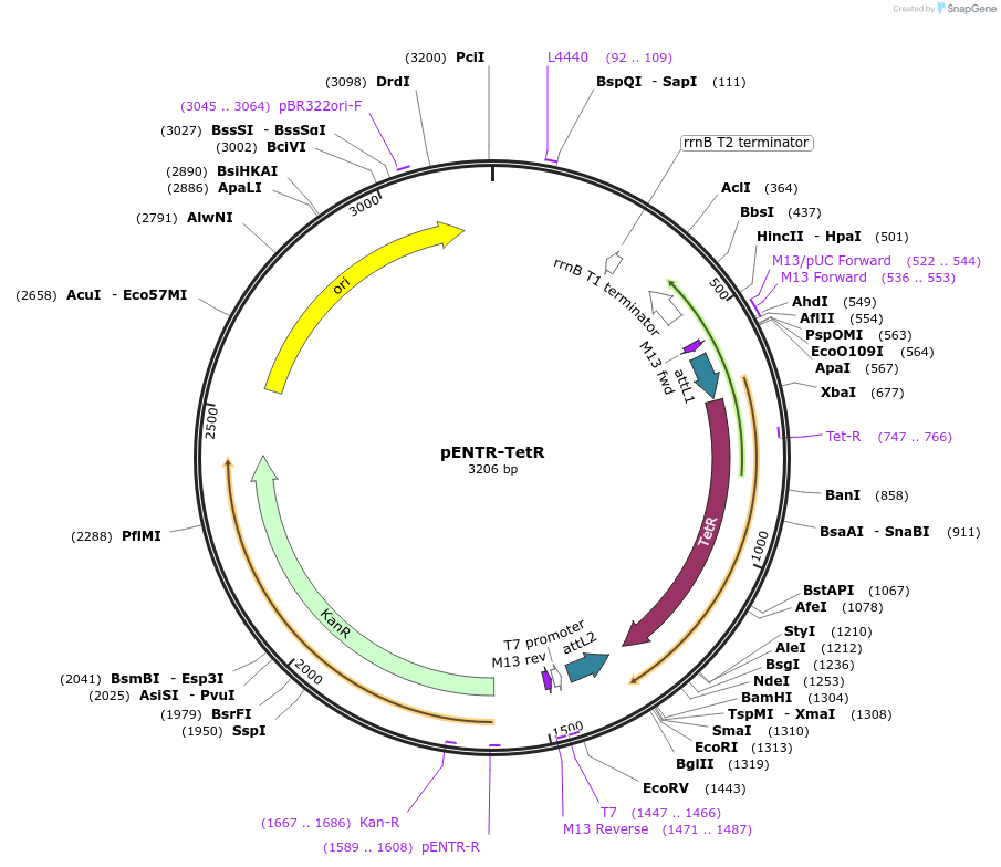 139558-plasmid-map-sequence-id-274733