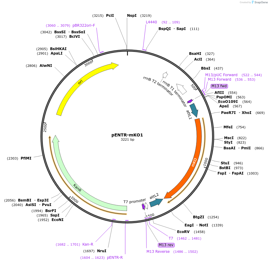 139553-plasmid-map-sequence-id-274734