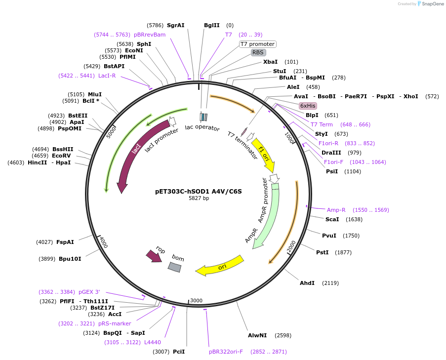 139667-plasmid-map-sequence-id-274741