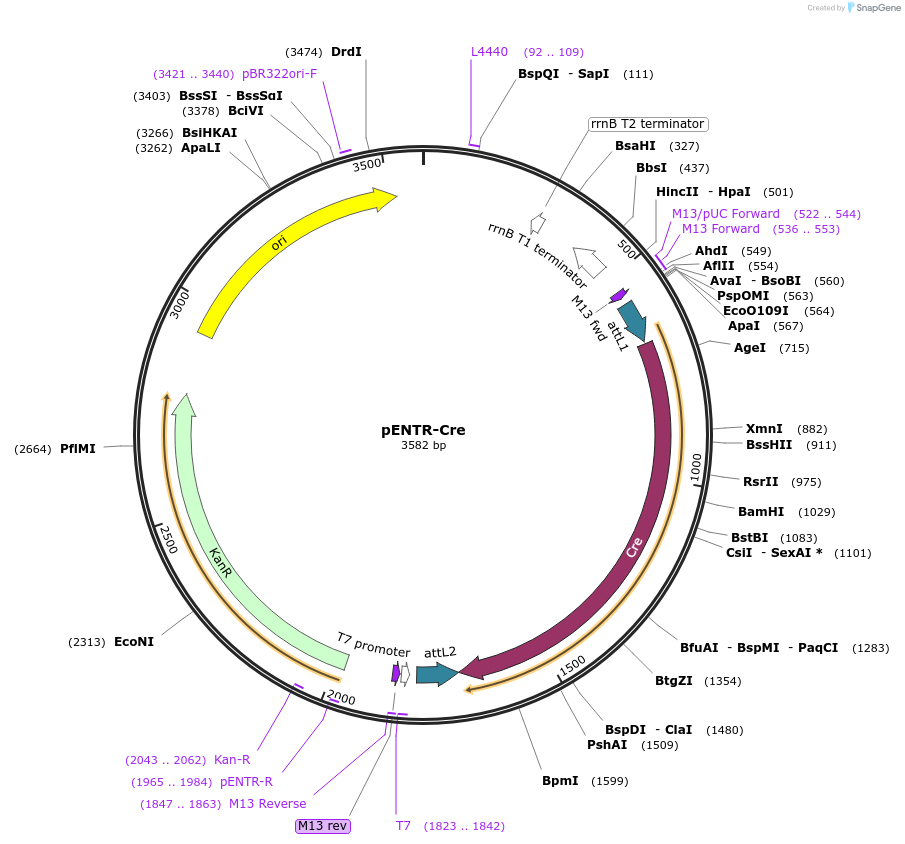 139545-plasmid-map-sequence-id-274742