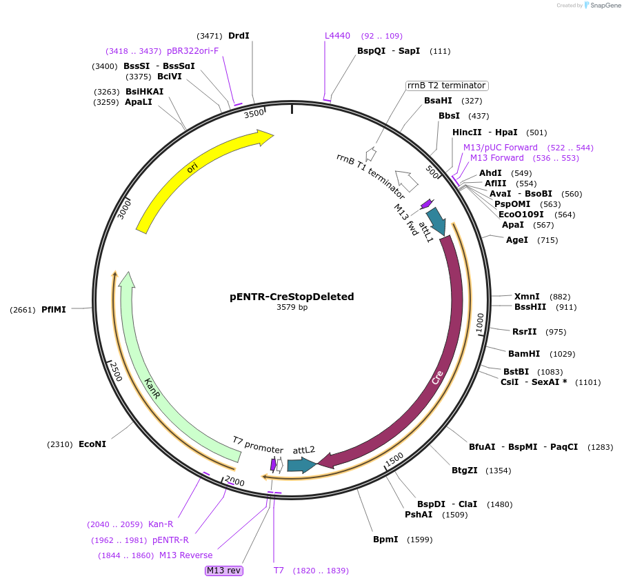 139546-plasmid-map-sequence-id-274745