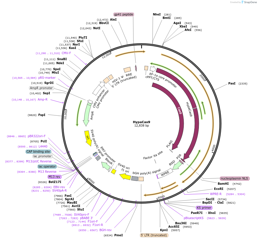138557-plasmid-map-sequence-id-274767