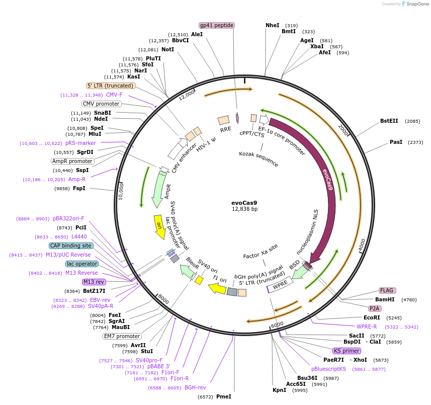 138558-plasmid-map-sequence-id-274774