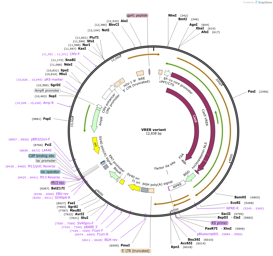 138561-plasmid-map-sequence-id-274783