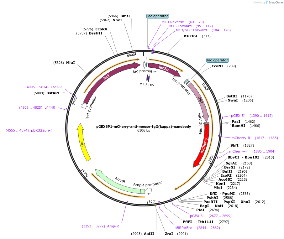 138130-plasmid-map-sequence-id-274785